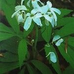 Cardamine heptaphylla 花