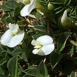 Trifolium uniflorum Bloem
