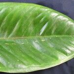 Anthurium hacumense Leaf