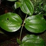 Adelobotrys adscendens Otro