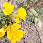 Camissoniopsis cheiranthifolia Voninkazo