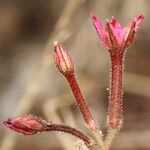 Pistorinia hispanica Flower