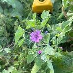 Malva parviflora花