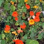 Tropaeolum minusFlower