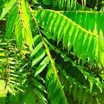 Averrhoa bilimbi ഇല