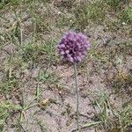 Allium ampeloprasumFlower