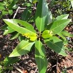 Rhizophora apiculata 葉
