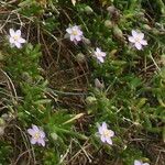 Spergularia rupicola Flower