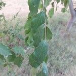Combretum micranthum Blatt