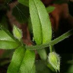 Myosotis macrosperma Leaf