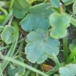 Ranunculus sardous Leaf