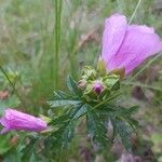 Malva alceaFlower