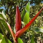 Heliconia tortuosa പുഷ്പം