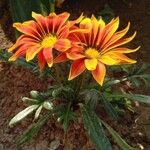 Gazania rigensKvět