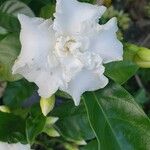 Jasminum sambac Квітка