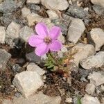 Erodium acaule 花