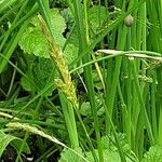 Carex sylvatica Blüte