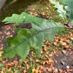 Quercus alba Blad