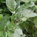 Solanum tuberosum Агульны выгляд