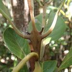 Endiandra sebertii 樹皮