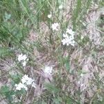 Galium palustre Hábito