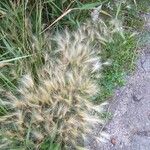 Hordeum jubatum Fuelha