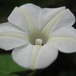 Ipomoea obscura Λουλούδι