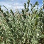 Artemisia frigida Blatt