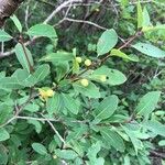 Ilex mucronata Fruit