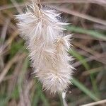 Melica ciliata Fruit