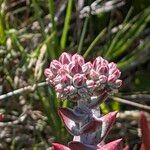 Dudleya farinosa Flower