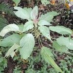 Acalypha communis Plante entière