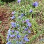 Echium vulgareFlower