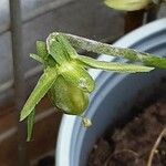 Viola arvensis Ovoce