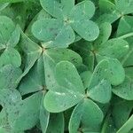 Oxalis pes-caprae Leaf