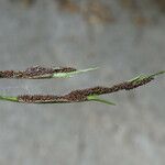 Asplenium septentrionale Fruit