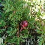 Rosa spinosissima Fruit