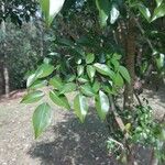 Poecilanthe parviflora Hoja
