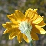 Picradeniopsis absinthifolia Flower