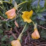 Oenothera parviflora花