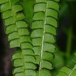 Lindsaea stricta Fulla