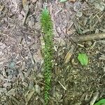 Asplenium platyneuron Leaf