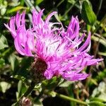 Centaurea jacea Flower