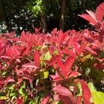 Photinia glabraFolha