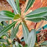 Pachypodium densiflorum Leaf