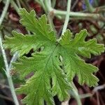 Pelargonium graveolens Leht