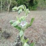 Trichodesma zeylanicum Blüte