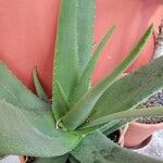 Aloe sheilae Blad