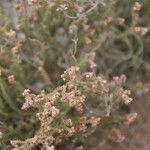 Erica galioides Floare