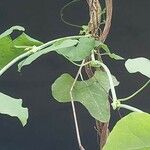 Aristolochia littoralis Likasa